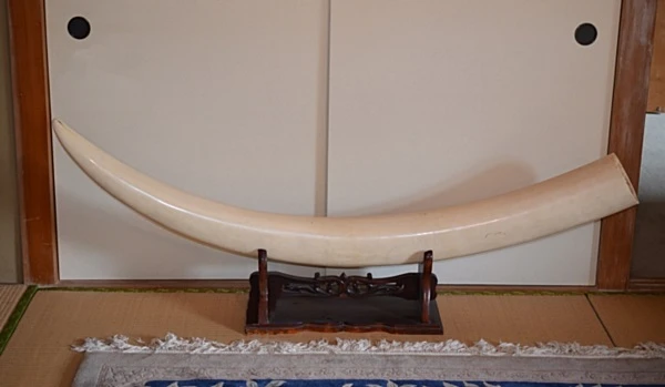 象牙製品 一本牙